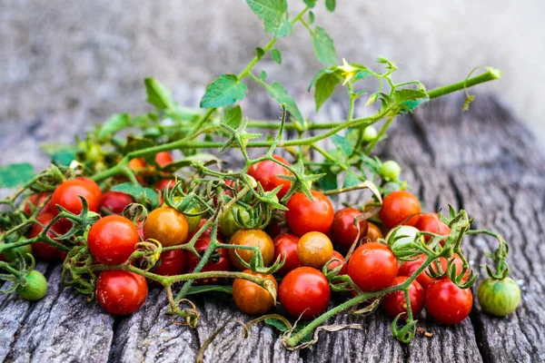Fresh Harvest Organic Farm Ripe Small Tomatoes Wood Background — Stock Photo, Image