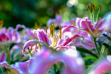 Bahçedeki renkli çiçekler 