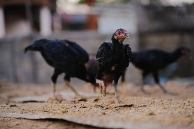 Tayland 'ın yerel köyündeki geleneksel tavuk çiftliğinde civcivler 