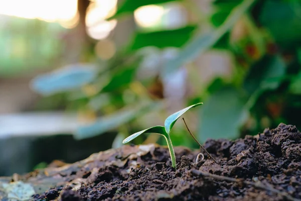 stock image Little tree plant in soil, growing concept