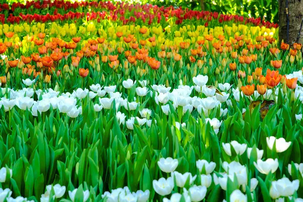 Fleurs Colorées Dans Jardin — Photo