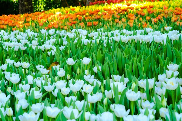庭の色とりどりの花々 — ストック写真