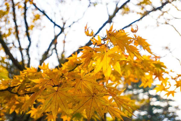 Цветной Кленовый Лист Ветке Деревьев Осенний Сезон Никко Япония — стоковое фото