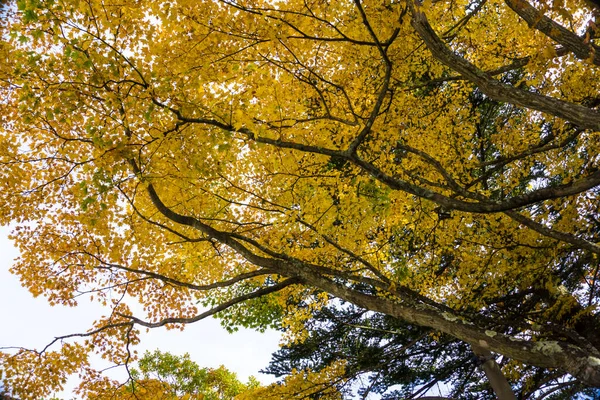 Farbenfrohe Ahornblätter Auf Ästen Herbstsaison Nikko Japan — Stockfoto