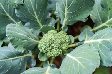 Organik taze geleneksel lahana. Yeşil sebzeyi kapatın.