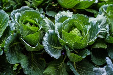 Organik taze geleneksel lahana. Yeşil sebzeyi kapatın.