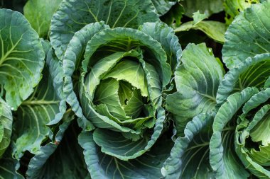 Organik taze geleneksel lahana. Yeşil sebzeyi kapatın.