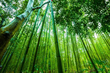Japonya 'nın Kyoto şehrinde yeşil bambu ormanı yükseliyor.