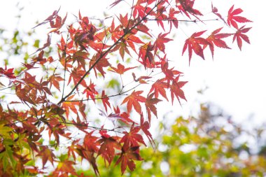 Japonya 'da sonbahar mevsiminde ağaçta renkli kırmızı akçaağaç yaprağı