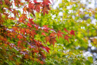 Japonya 'da sonbahar mevsiminde ağaçta renkli kırmızı akçaağaç yaprağı