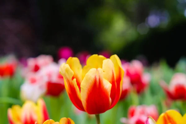 Barevný Tulipán Květina Zavřít Šálek Botanické Zahradě Podzimní Květina — Stock fotografie