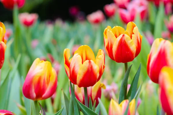 Renkli Lale Çiçeği Botanik Bahçesi Çiçeğinin Kapağı — Stok fotoğraf