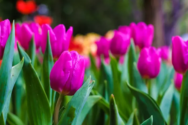 Renkli Lale Çiçeği Botanik Bahçesi Çiçeğinin Kapağı — Stok fotoğraf