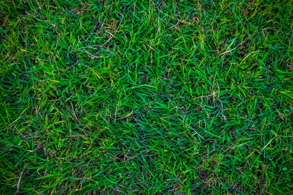 Grüne Natur Gras Textur Dekoration Hintergrund Frisches Echtes Gras — Stockfoto