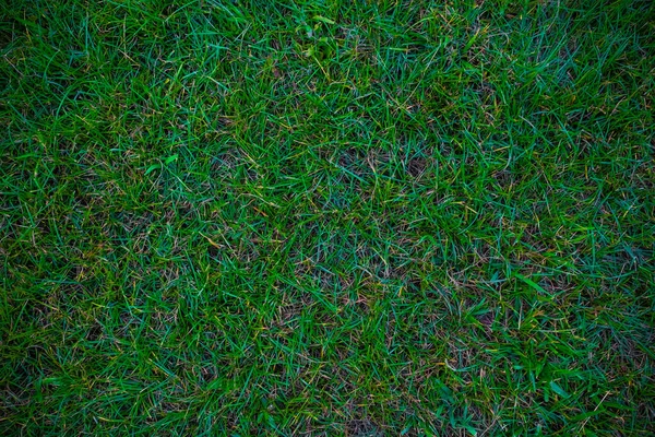 Πράσινο Γρασίδι Υφή Φόντο Διακόσμηση Φρέσκο Πραγματικό Γρασίδι — Φωτογραφία Αρχείου