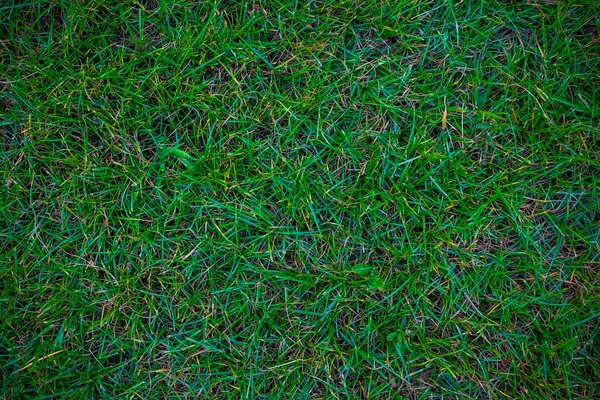 Green Nature Grass Texture Decoration Background Fresh Real Grass — Stock Photo, Image