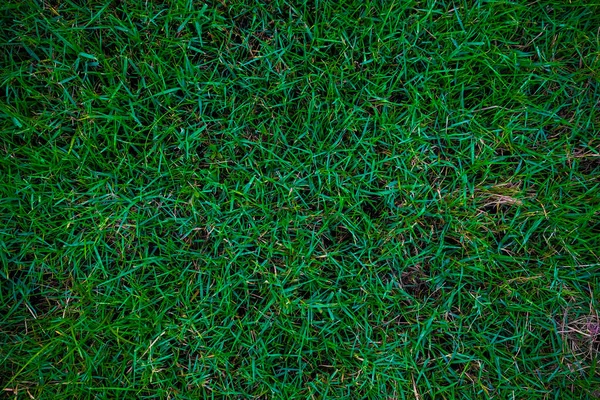 Vert Nature Herbe Texture Décoration Fond Fraîche Herbe Réelle — Photo