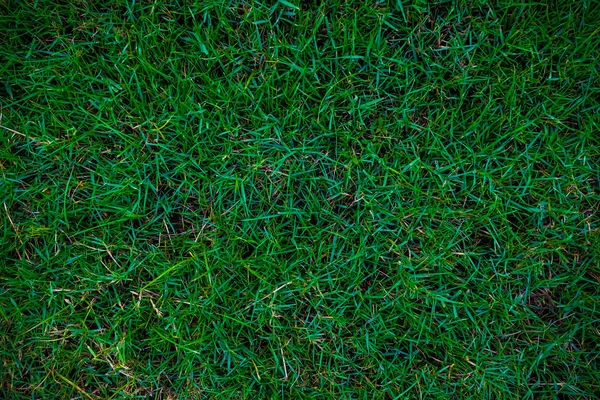 Grüne Natur Gras Textur Dekoration Hintergrund Frisches Echtes Gras — Stockfoto