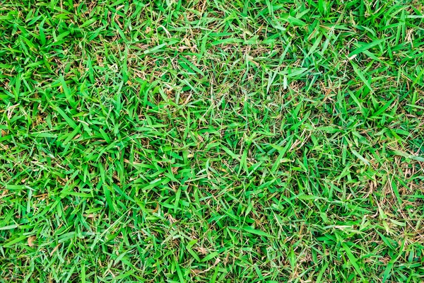 Echt Grünes Gras Florale Textur Natur Dekoration Hintergrund — Stockfoto
