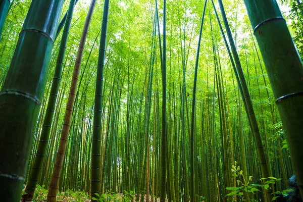 Groene Bamboe Bos Opstand Bekijk Zonlicht Kyoto Japan — Stockfoto