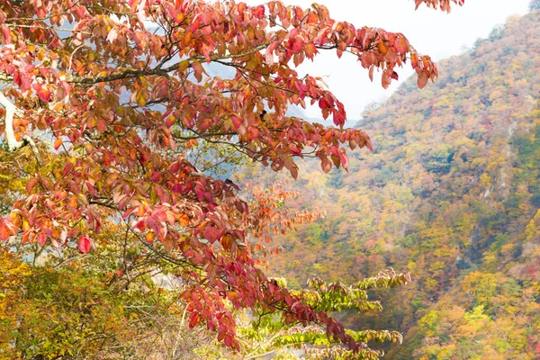 Stock image Red and yellow maple autumn tree forest on mountain in Nikko Japan