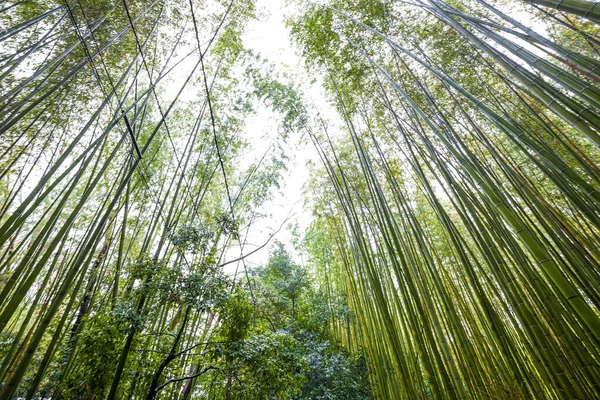 Floresta Bambu Verde Com Vista Para Luz Sol Kyoto Japão — Fotografia de Stock