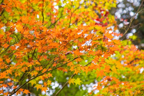 Bunt Rot Gelbes Ahornblatt Auf Baum Herbstsaison Japan — Stockfoto