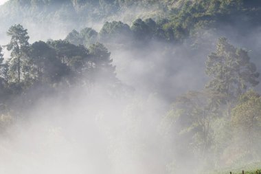 Ağaç ormanı manzarasında sisli gün doğumu.