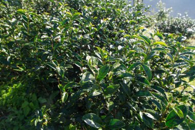 Dağ güneşinde yeşil çay yaprakları Sabah güneşi, çay tarlası