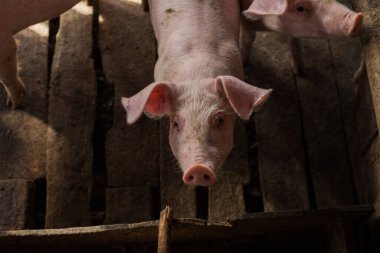 Kirli domuz çiftlik hayvanları kırsal tarım endüstrisi