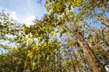 Tik ağacı yeşil tropikal orman kereste endüstrisi
