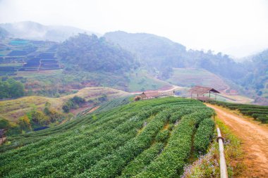 Dağlık tepelerdeki yeşil çay tarlası tarımı