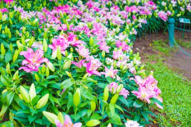 Yeşil Park çiçek bahçesinde güzel pembe su zambağı