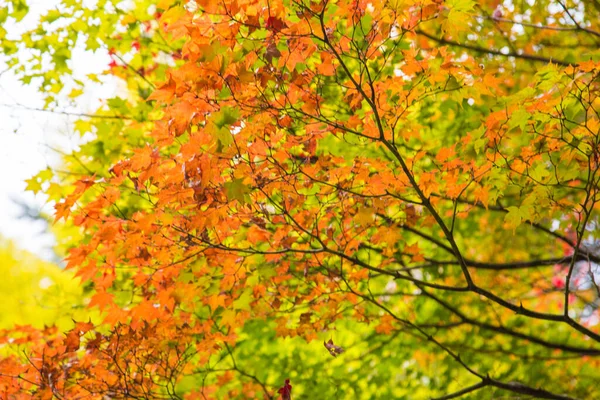 Bunt Rot Gelbes Ahornblatt Auf Baum Herbstsaison Japan — Stockfoto