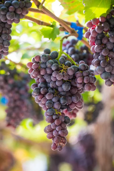 Vin Noir Raisin Sur Branche Arbre Soleil Sur Fruit — Photo