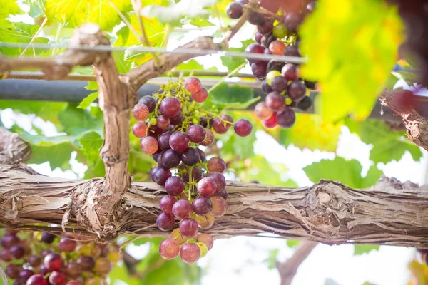 Black Wine Grape Tree Branch Sun Light Fruit — Stock Photo, Image