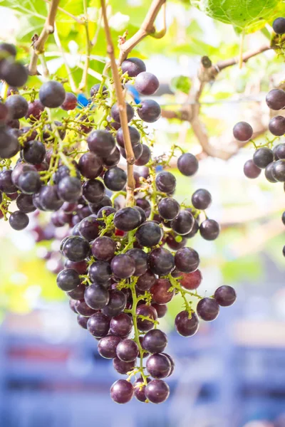 黑葡萄酒葡萄在树枝上阳光照射在水果上 — 图库照片