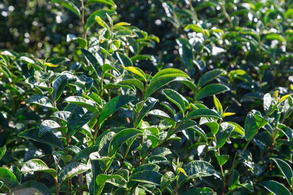 Zielona Herbata Liście Słońcu Góry Rano Pole Plantacji Herbaty — Zdjęcie stockowe