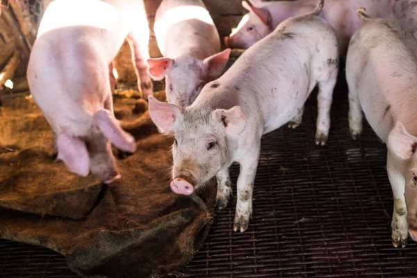 Dirty Pig Livestock Rural Farm Agricultural Industry — Stock fotografie
