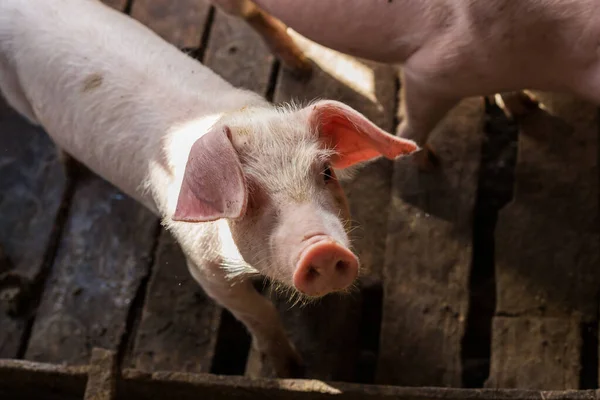 肮脏的猪畜禽农村农业工业 — 图库照片