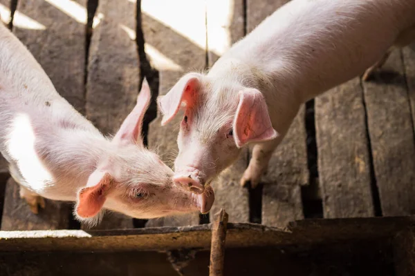 Ganadería Porcina Sucia Granja Rural Industria Agrícola —  Fotos de Stock