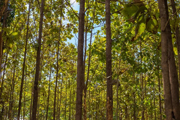 Тиковое Дерево Зеленая Тропическая Лесозаготовка — стоковое фото