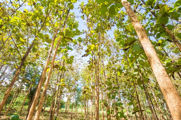 Тиковое Дерево Зеленая Тропическая Лесозаготовка — стоковое фото