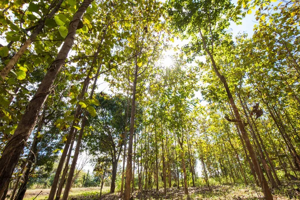 チークの木緑熱帯林木材産業 — ストック写真