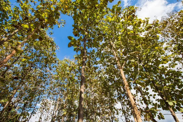 チークの木緑熱帯林木材産業 — ストック写真