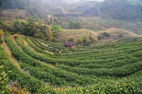 高山高地农业绿茶种植园 — 图库照片