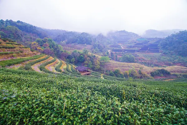 Green tea plantation field on mountain hill highland agricultural