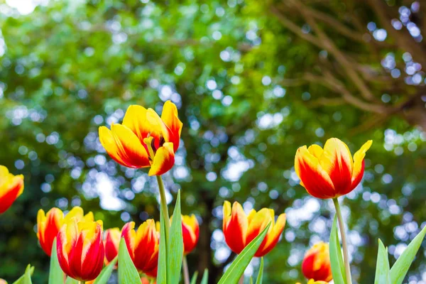 Colorido Tulipán Rojo Flor Invierno Jardín — Foto de Stock