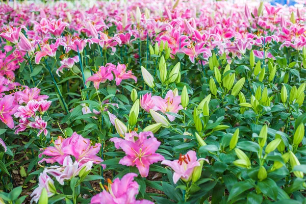 緑の公園の花の庭で美しいピンクの睡蓮 — ストック写真