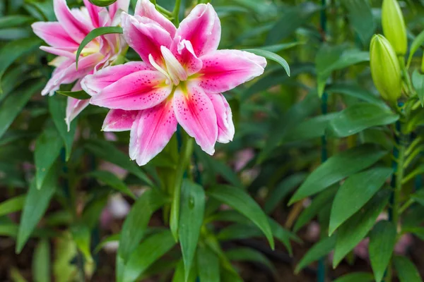 Schöne Rosa Seerose Grünen Park Blumengarten — Stockfoto